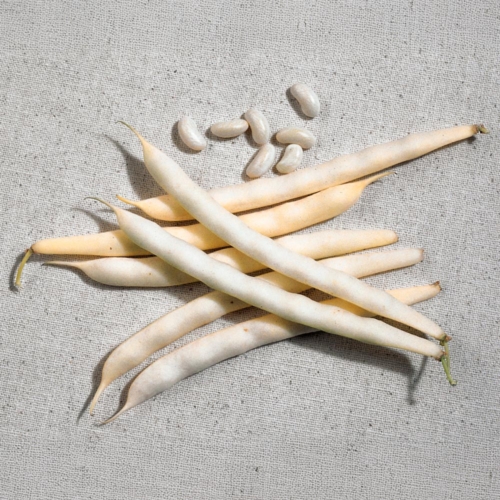 MICHELET À LONGUE COSSE