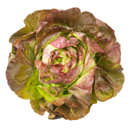 FELICIE