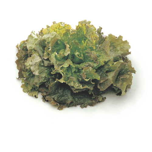 GRENOBLOISE