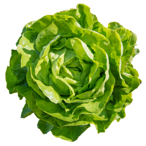 DAIKIRI
