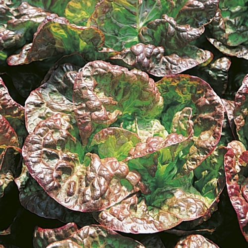 MALORIE Merveille des 4 Saisons