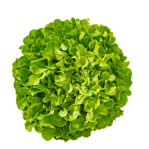 PASTINICE