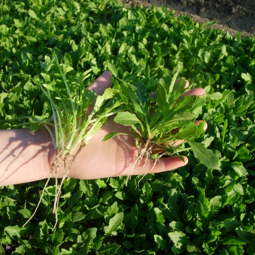 Cultivée WILCO
