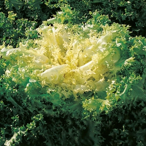 D&rsquo;été à cur jaune LAURY
